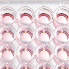 BioLite Microwell Plates