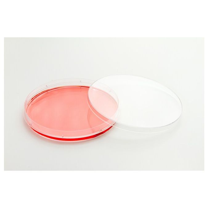 Nunc EasYDish Dishes - 150466