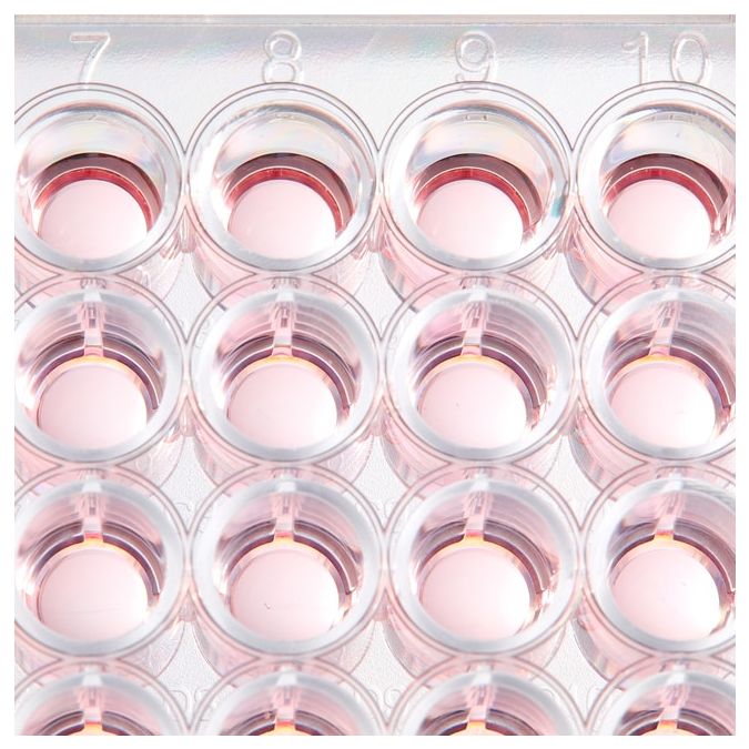 Thermo Scientific BioLite Microwell Plates - 48 wells - 0.75 cm2 culture area - 130187