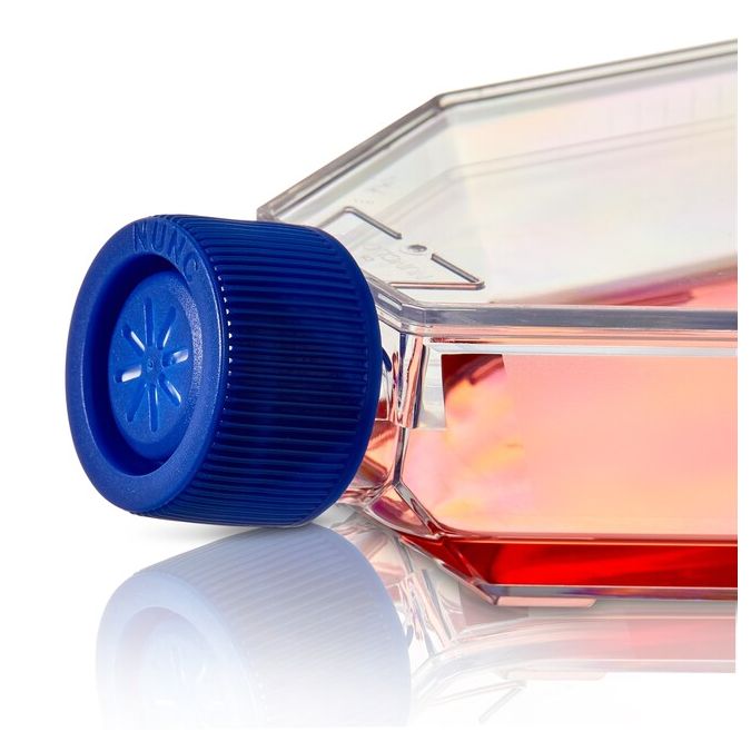 Thermo Scientific Nunc Non-Treated Flasks - 156800 - 75 cm2 - Filter